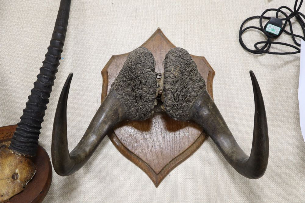 Three sets of various mounted taxidermic horns, tallest 104cm